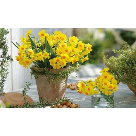 Kalendarz ścienny NOTATNIKOWY KOMPOZYCJE KWIATOWE 220mm x 490mm Lucrum (WN02)