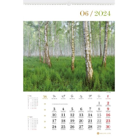 Kalendarz ścienny LASY POLSKIE 13-planszowe 2024 320mm x 470mm Lucrum (RW04)