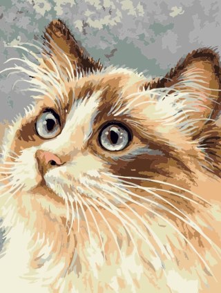 Zestaw kreatywny Malowanie po numerach 30x40cm Kot 1 Flamingo Line (FC222)