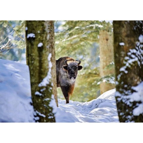 Kalendarz ścienny LEŚNI PRZYJACIELE rodzinny 2026 280mm x 400mm Lucrum (WL07)