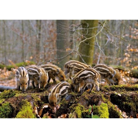 Kalendarz ścienny LEŚNI PRZYJACIELE rodzinny 2026 280mm x 400mm Lucrum (WL07)