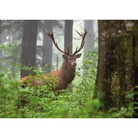 Kalendarz ścienny LEŚNI PRZYJACIELE rodzinny 2026 280mm x 400mm Lucrum (WL07)