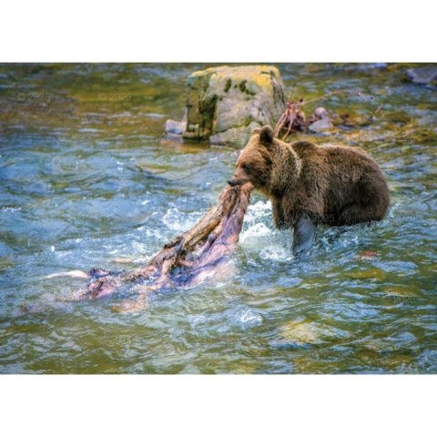 Kalendarz ścienny LEŚNI PRZYJACIELE rodzinny 2026 280mm x 400mm Lucrum (WL07)