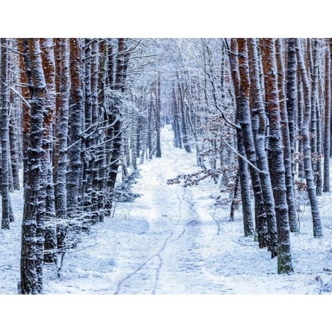 Kalendarz ścienny 13-planszowe 320mm x 470mm Lucrum (RW04)