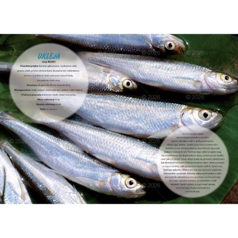 Kalendarz ścienny wędkarski rodzinny 280mm x 200mm Lucrum (WL14)