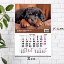 Kalendarz ścienny JEDNODZIELNY PIES A4 210mm x 295mm Press