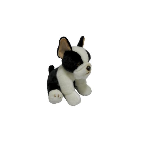 Pluszak pies Boston terrier [mm:] 300 Anek (844404BS)