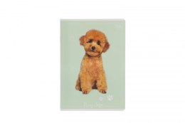 Zeszyt A5 kol 3= 5902277348418 A5 16k. 70g linia kolor Interdruk