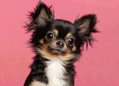 Zestaw kreatywny Diamentowa mozaika 30x40cm Chihuahua czarny Flamingo Line (1(13))