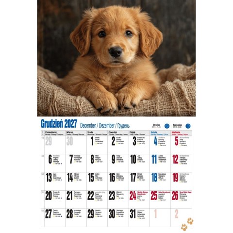 Kalendarz ścienny ALBUMOWY PIESKI 470mm x 320mm Pan Kalendarzyk (KSA V.1)