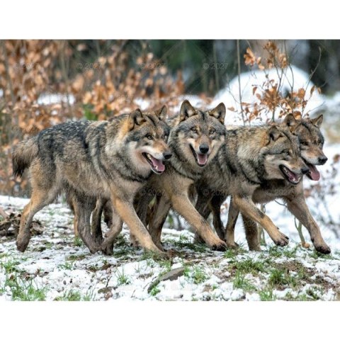 Kalendarz ścienny DZIKA PRZYRODA 13-planszowe A3+ 320mm x 470mm Lucrum (RW07)