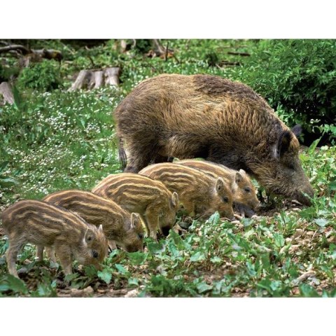 Kalendarz ścienny DZIKA PRZYRODA 13-planszowe A3+ 320mm x 470mm Lucrum (RW07)