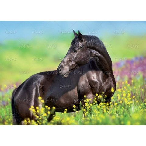 Kalendarz ścienny KONIE W PLENERZE 13-planszowe 320mm x 470mm Lucrum (RW10)