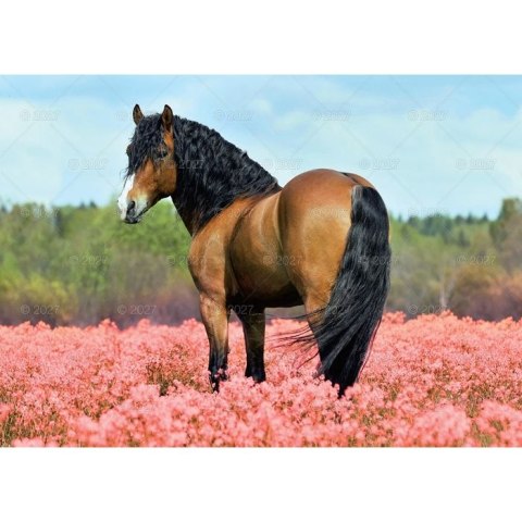 Kalendarz ścienny KONIE W PLENERZE 13-planszowe 320mm x 470mm Lucrum (RW10)