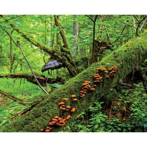 Kalendarz ścienny LASY POLSKIE 13-planszowe A3+ 320mm x 470mm Lucrum (RW06)