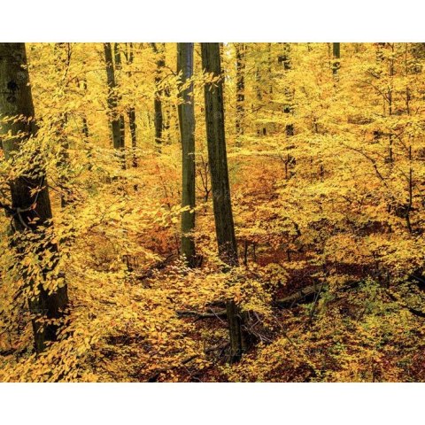 Kalendarz ścienny LASY POLSKIE 13-planszowe A3+ 320mm x 470mm Lucrum (RW06)