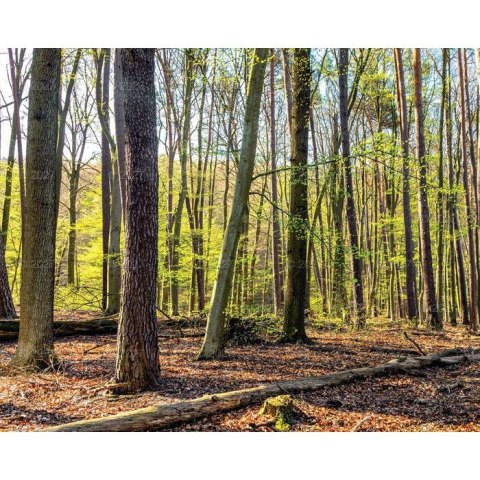 Kalendarz ścienny LASY POLSKIE 13-planszowe A3+ 320mm x 470mm Lucrum (RW06)