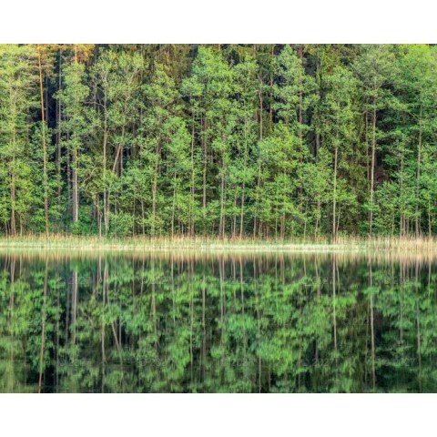 Kalendarz ścienny LASY POLSKIE 13-planszowe A3+ 320mm x 470mm Lucrum (RW06)