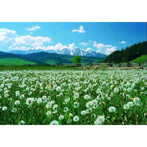 Kalendarz ścienny paskowy 140mm x 420mm Beskidy